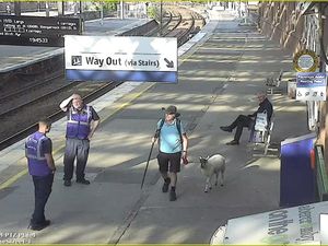 Supporting image for story: Man spotted walking sheep on lead through station