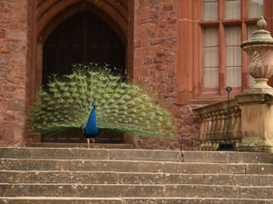 Supporting image for story: Castle reopens but only to Welsh visitors