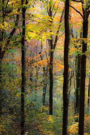 Mark Zytynski Autumn Beech in Park Wood