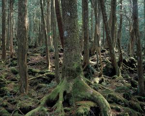 Sea of Trees by Hrair Sarkissian