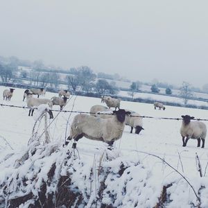 Snow in Shareshill and Little Saredon taken by Karen Hilditch