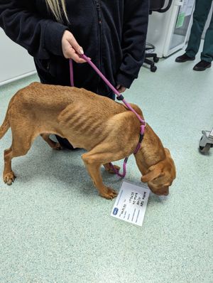 Roxy was returned to normal weight after being seized by the RSPCA and is under their care