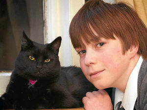 Supporting image for story: Trauma for Shrewsbury family after kitten is shot