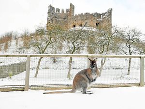 Supporting image for story: Flashback to 2010: A rare white Christmas in the Black Country