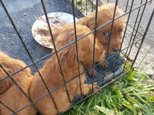 Supporting image for story: Dog owner banned from keeping animals after emaciated puppies found on canal boat