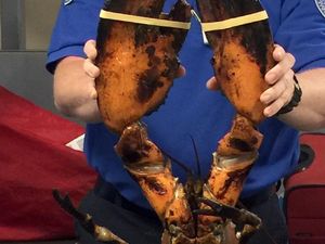 Supporting image for story: That awkward moment when airport security finds a giant lobster in someone’s luggage