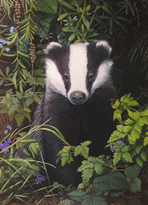 A badger