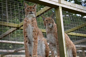 Hoo Zoo & Dinosaur World's four Eurasian Lynx brothers have been moved into the attraction's new 'Land of the Beasts' section.