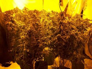 Supporting image for story: Police find 400 cannabis plants in raid at Stourport house