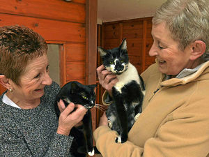Supporting image for story: Shropshire rescue centre 'swamped' by cats