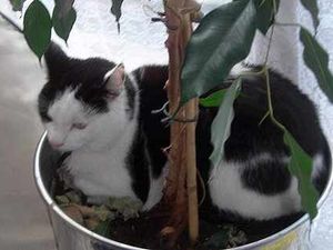 Supporting image for story: Pets in property - the case for the tenant