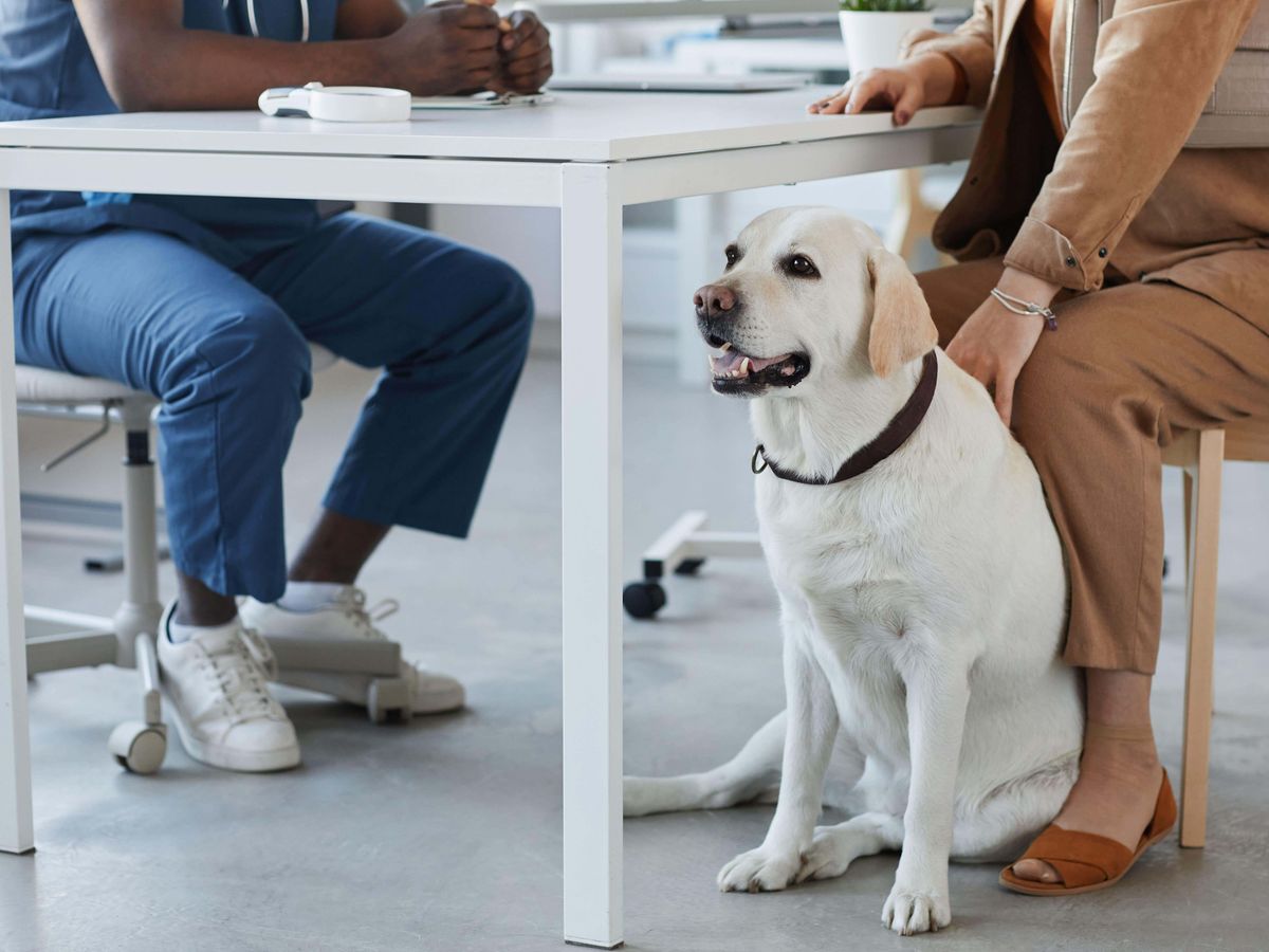 Vets should publish prices and cap prescription costs, watchdog says