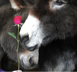 Severn Valley Donkey and Dog Rescue is hosting special Valentine's Day mornings with its animals. Photo: Tom Ball.
