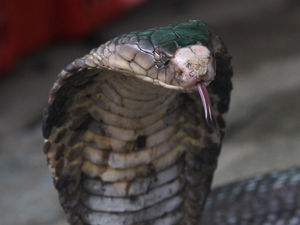 Supporting image for story: Peter Rhodes on snakes alive, defining a second wave and knowing what the Kremlin is up to