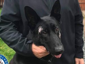 Supporting image for story: Teenager locked up for machete attack on police dog Stark