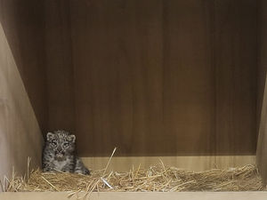 The cub is the first of its kind to be born at the zoo in its 94-year history. Photo: Chester Zoo