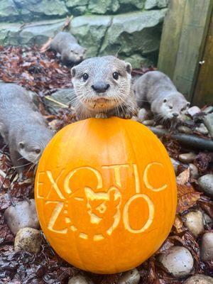 Visit the otters at Exotic Zoo
