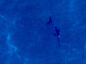 Supporting image for story: Rare swordfish sighting in waters off coast of Scotland