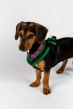 Coco the Dachshund has to overcome her first date nerves, when she meets 25-year-old Liv.