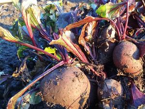 Supporting image for story: Incredible edibles project in Wem needs help