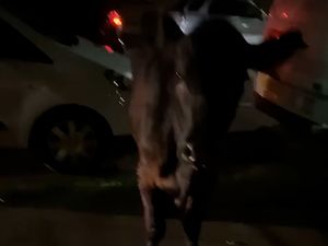 Supporting image for story: Police decision to ram escaped cow ‘lawful and necessary to prevent harm’