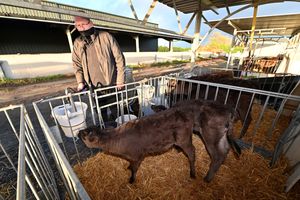 Wyndford Wagyu's Rob Edwards feeding calves