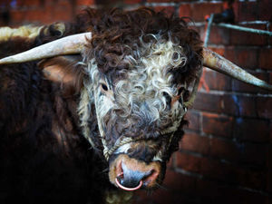 Supporting image for story: Fear over bulls in bid to turn Shropshire farm into children's care home
