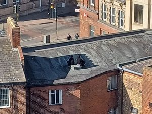 Pair spotted on roof tops in Wolverhampton