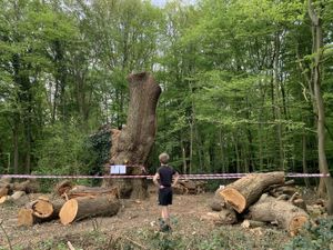 A man standing in front of a large chopped down tree
