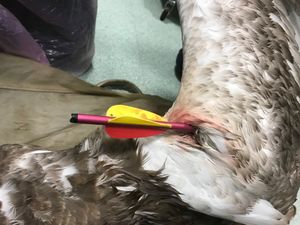 The 17-inch bolt struck the swan's wing. Photo: RSPCA