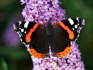 Supporting image for story: 10 new butterfly species in Scotland thanks to climate change – study