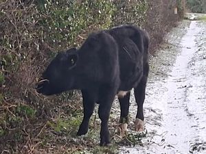Supporting image for story: 'Just ask it to moooove' - Stray cow spotted on canal towpath in Wolverhampton