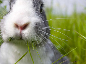 Supporting image for story: Protest planned as 62,000 sign petition against Stafford rabbit farm