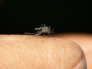 Supporting image for story: Officials urge caution on mosquito bites abroad amid rise in chikungunya cases