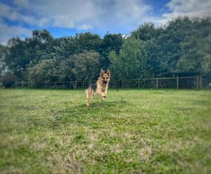 The "beautiful" two-year-old Sabre.