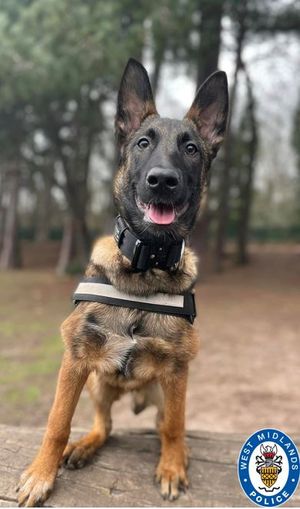 Police dog Usk