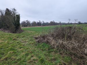 Supporting image for story: Body of blood-stained dog with broken neck dumped in ditch found in shocking discovery