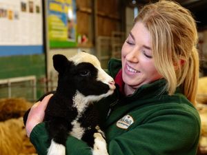 Supporting image for story: Lambing festival welcomes spring’s new arrivals