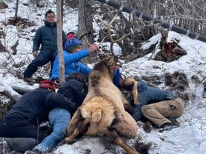 Supporting image for story: Elk and safety: Animal rescued after Colorado cliffhanger