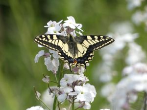 Supporting image for story: Researchers use cryopreservation to help survival of rare British butterfly