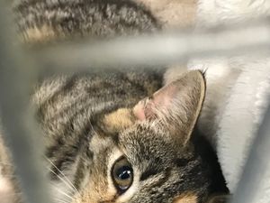 Supporting image for story: Cats and kittens abandoned by owners as cost of living rises