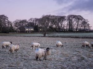 Supporting image for story: Snow warnings upgraded to amber in wintry start to new year