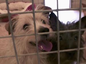 Supporting image for story: Matted and nervous terriers trapped in West Bromwich kitchen rescued by RSPCA