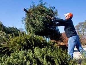 Supporting image for story: Tree-cycling to help homeless charity