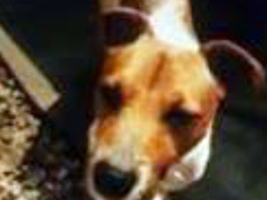 Supporting image for story: Missing: Billy the dog flees 15 miles from Oswestry home after getting spooked by fireworks