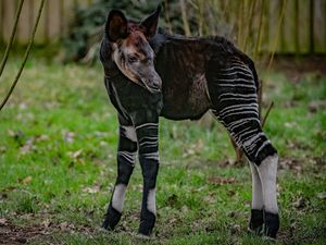 Supporting image for story: Zoo welcomes ‘African unicorn’