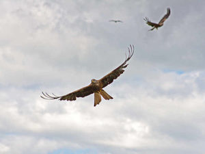 Supporting image for story: Shropshire bird of prey feeding area plans under fire