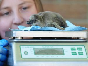 One of two newly hatched Humboldt penguin chicks is weighed by keeper Rebecca Reid at Blair Drummond Safari Park, Stirling