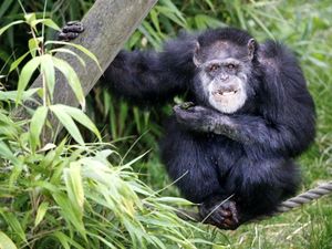 Supporting image for story: Chimpanzee lip smacks offer new insight into the evolution of human speech