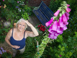 Supporting image for story: Janet's foxed by 8ft tall foxglove